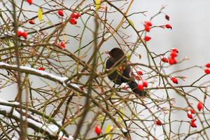 blackbird sitting on a tree branch in winter time photo