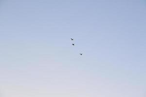 grupo de cormoranes volando en formación en el cielo azul foto