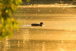 The wild goose float in the evening lake while the golden light reflected in the beautiful water surface.