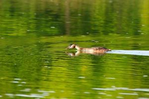 Great crested grebe bird floating on the Danube river photo