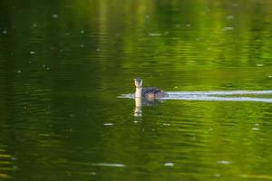 Great crested grebe bird floating on the Danube river photo