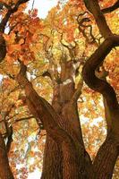 old oak tree branches in autumn season in the park photo