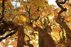 old oak tree branches in autumn season in the park photo