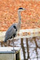 gray heron near a pond in Autumn season photo