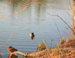 Pato mallard macho en el agua cerca del río Danubio foto