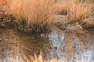 un par de ánades reales en el agua en un pantano en otoño foto