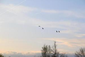 flying ducks against an evening landscape photo