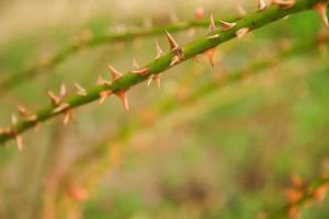 thorny dog rose branches. Green wild rose branch with many little and big sharp and poitny orange thorns photo