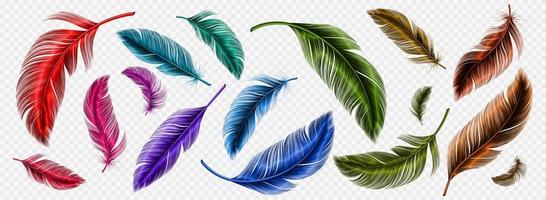 plumas de colores, plumaje de pájaro suave vector