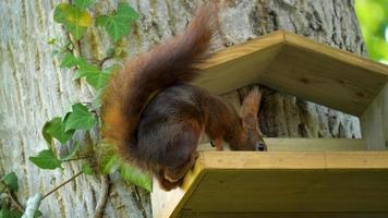 Eurasian red squirrel feeding on seeds at the bird feeder video