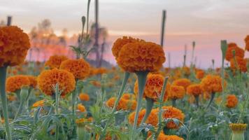 bloem bij zonsondergang video