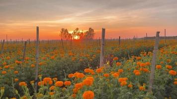 flor al atardecer en verano video