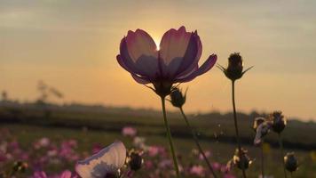 blomma på solnedgång, långsam rörelse video