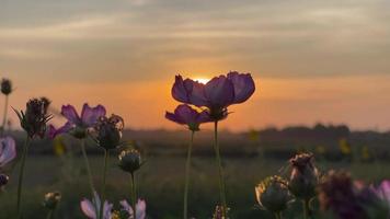 mooi bloem Bij zonsondergang in zomer video