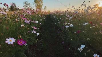 flor al atardecer en invierno video