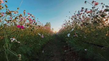 schöne Blume im Winter video