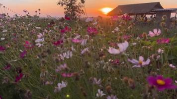 skön blomma på solnedgång i sommar video
