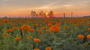 flores al atardecer en invierno video