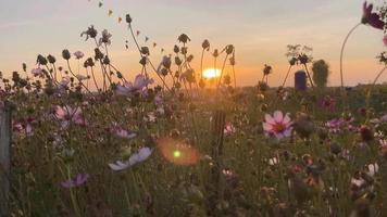 blomma på solnedgång i sommar video