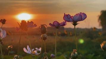 flor al atardecer video