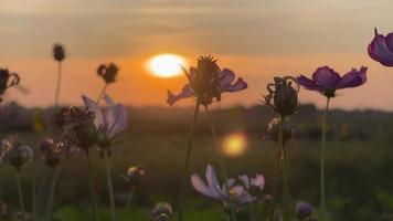 Flowers at sunset in summer video