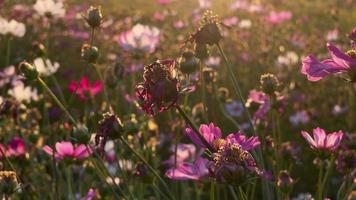 Beautiful flowers at sunset video