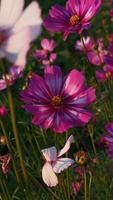 Beautiful flower, purple flower video