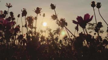 Silhouette flowers at sunset video