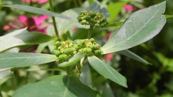 euphorbia heterophylla crece silvestre. euphorbia heterophylla es una planta que pertenece a la familia euphorbiaceae o al género euphorbia video