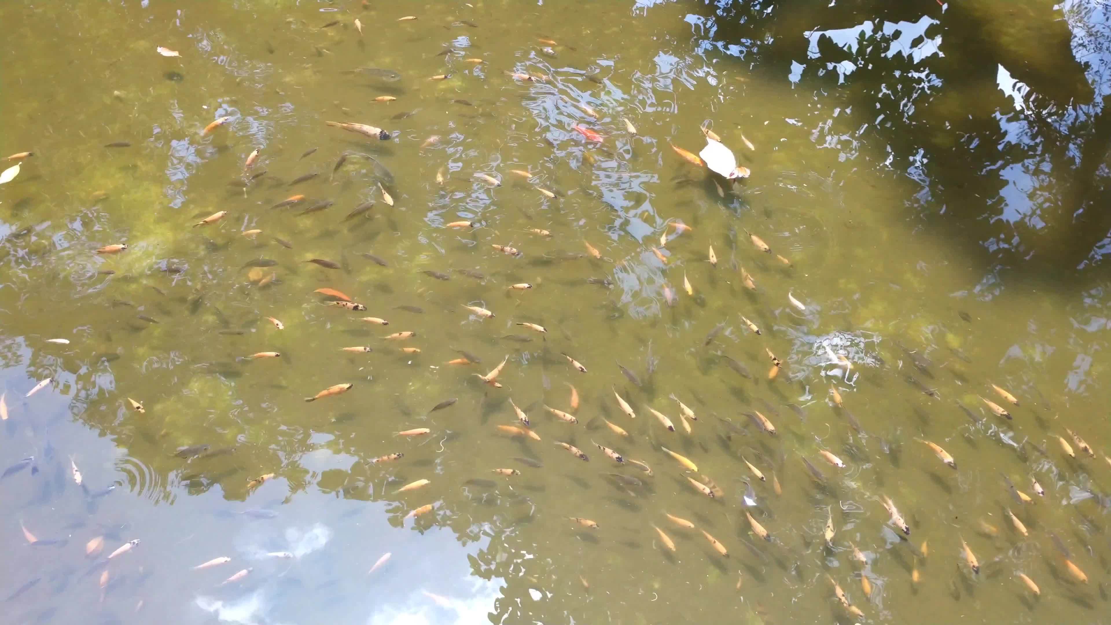 tilapia fish with various size on a clear artificial pond. Visible tilapia fish on a clear water