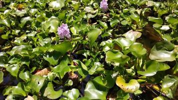 Forest pond with water hyacinth with flower petals blooming, lake swamp video