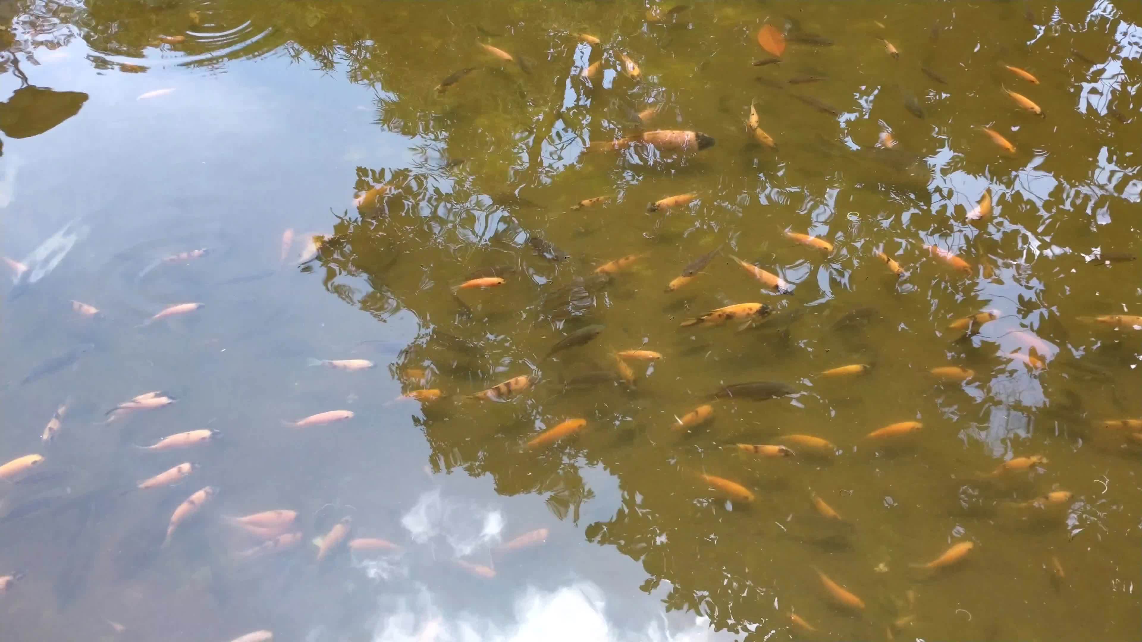 peixe tilápia com vários tamanhos em uma lagoa artificial clara. peixe