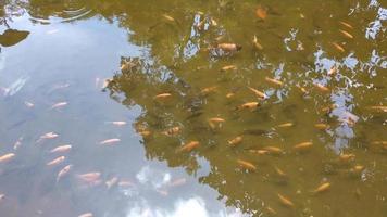 tilapia fish with various size on a clear artificial pond. Visible tilapia fish on a clear water. Fish swimming. fresh water fish cultivation video