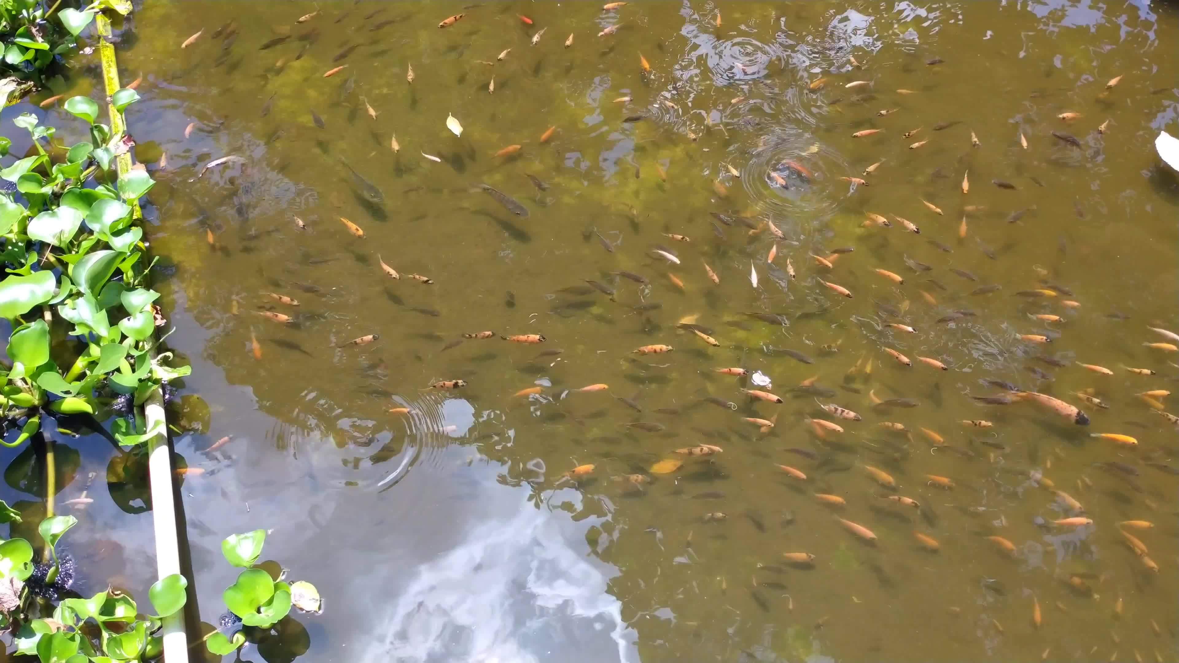 tilapia fish with various size on a clear artificial pond. Visible