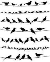 Set of birds on wires. A vector illustration