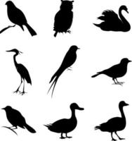 Bird of different kinds. A vector illustration.