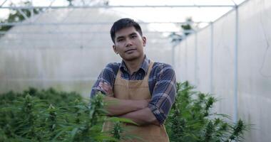 Handheld shot, portrait of young Asian handsome man standing with smile and arms crossed, looking to camera among marijuana or cannabis plants in planting tent. video