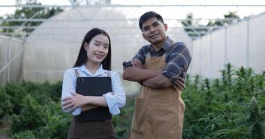 Handheld shot, portrait of young Asian woman and handsome man standing with smile and arms crossed, looking to camera among marijuana or cannabis plants in planting tent. video