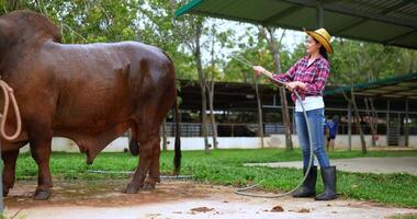 Asian Beautiful cowherd wearing plaid shirt and jeans with straw hat is bathing the cow with a water hose and stroking it with her hands to clean it video