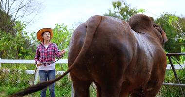 Asian Beautiful cowherd wearing plaid shirt and jeans with straw hat enjoying the water spray to bathing the cow with a water hose in cattle farm video