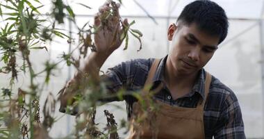 tiro de mano, ansiosamente joven inspecciona la planta de cannabis en busca de daños en la carpa de plantación, síntomas de tizón de hoja y marchitamiento, problema de crecimiento video