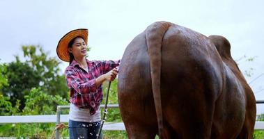 un beau vacher asiatique portant une chemise à carreaux et un jean avec un chapeau de paille baigne la vache avec un tuyau d'eau et la caresse avec ses mains pour la nettoyer video