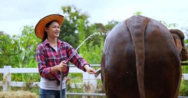 un hermoso vaquero asiático con camisa a cuadros y jeans con sombrero de paja está bañando a la vaca con una manguera de agua y acariciándola con una herramienta para limpiarla video