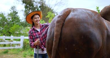 hermoso vaquero asiático con camisa a cuadros y jeans con sombrero de paja disfruta bañando a la vaca con una manguera de agua y acariciándola con una herramienta para limpiarla video