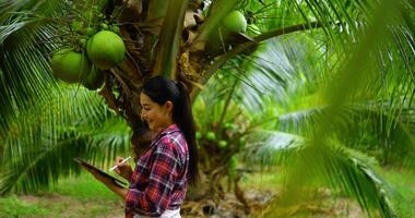 bellissimo femmina contadino controllo il fertilità di un' fruttificazione Noce di cocco albero e uso digitale penna Scrivi il rapporto su il tavoletta nel Noce di cocco piantagione, lei Sorridi con contento video