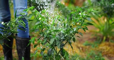 stänga upp skott, händer av ung agriculturist kvinna vattning chili växter med blommor och grön paprikor video