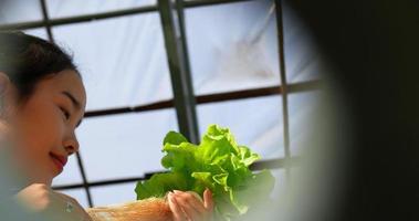 beeldmateriaal gefocust van gelukkig jong Aziatisch meisje boer werken met vers groen eik sla salade, biologisch hydrocultuur groente in kinderkamer boerderij. bedrijf en biologisch hydrocultuur groente concept. video