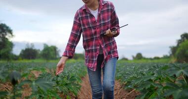 bela jovem agricultora em camisa xadrez e jeans pesquisa e usa tablet digital para verificar a qualidade dos produtos agrícolas, usa tecnologia para bons produtos na plantação de mandioca video