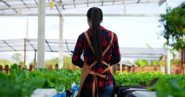 metraggio indietro Visualizza di giovane asiatico ragazza contadino Lavorando con tavoletta mentre controllo fresco verde quercia lattuga insalata nel asilo azienda agricola. attività commerciale e biologico idroponica verdura concetto. video