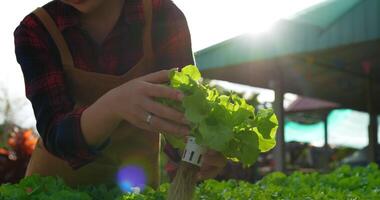 Filmmaterial Nahaufnahme einer Bäuerin, die mit frischem Salat aus grüner Eiche und Bio-Hydrokulturgemüse in einer Baumschule arbeitet. Geschäfts- und Bio-Hydrokultur-Gemüsekonzept. video
